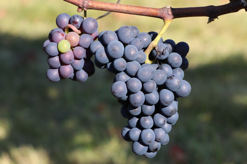 काले अंगूर( Black Grape)