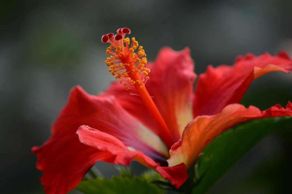 Hibiscus for shine and luster hair