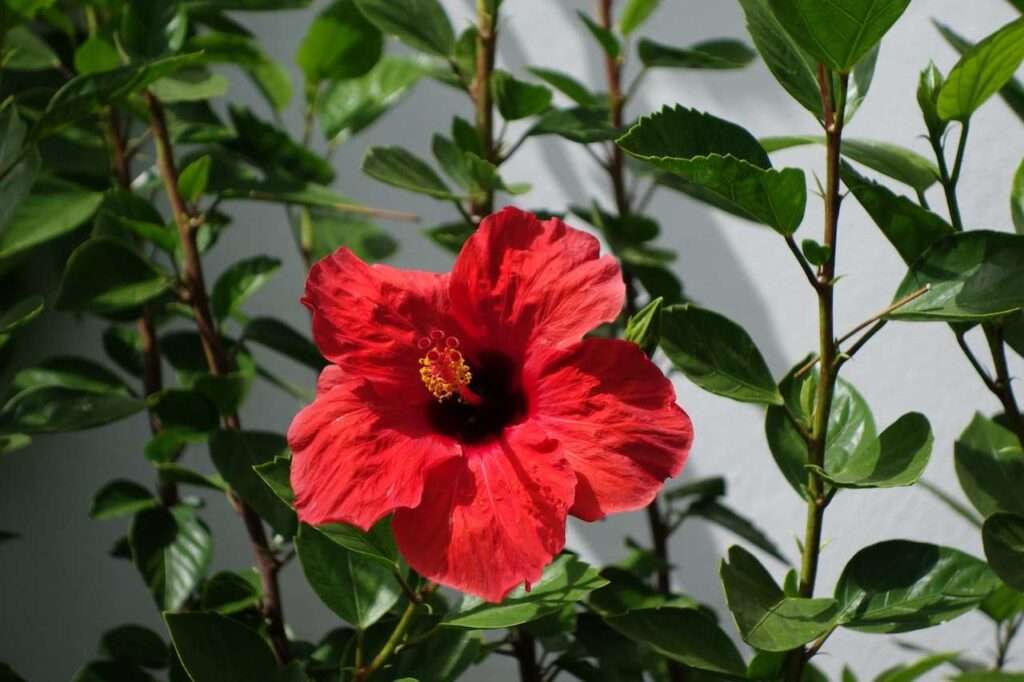 Hibiscus for hair growths