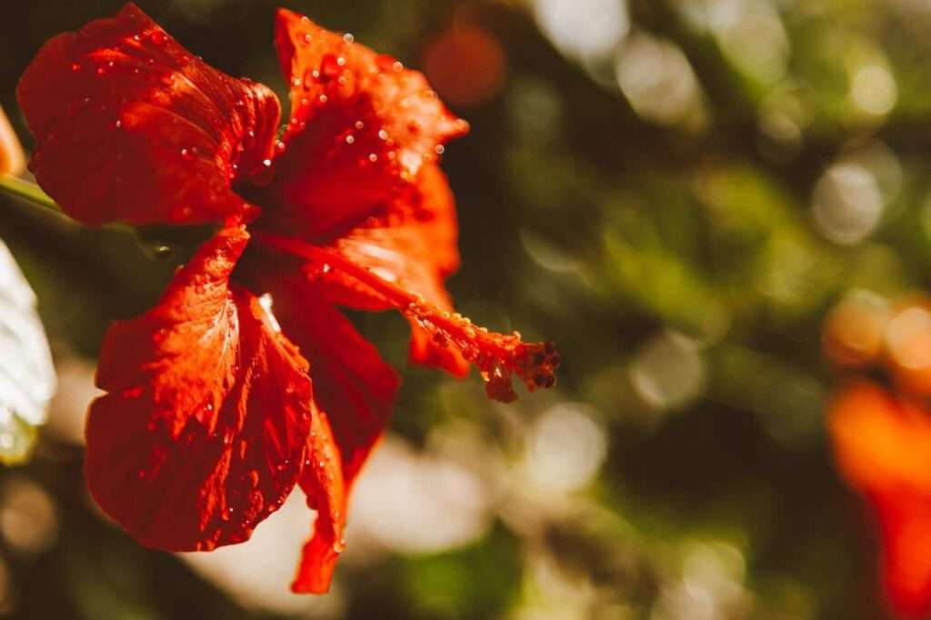 Hibiscus for hair fall control