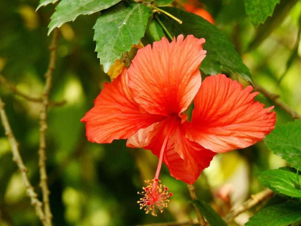 Hibiscus for deep conditioning