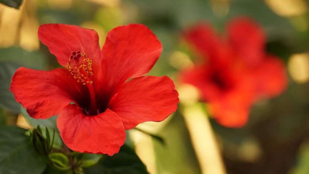 Hibiscus for Anti-dandruff 