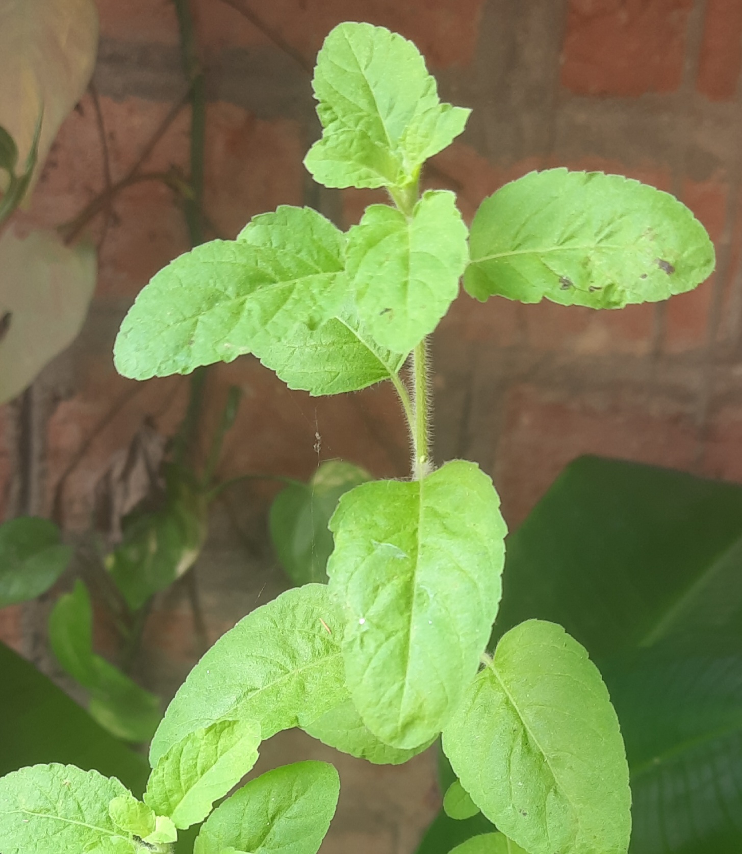 Tulsi for skin क्यों तुलसी स्किन के लिये उपयोगी है?