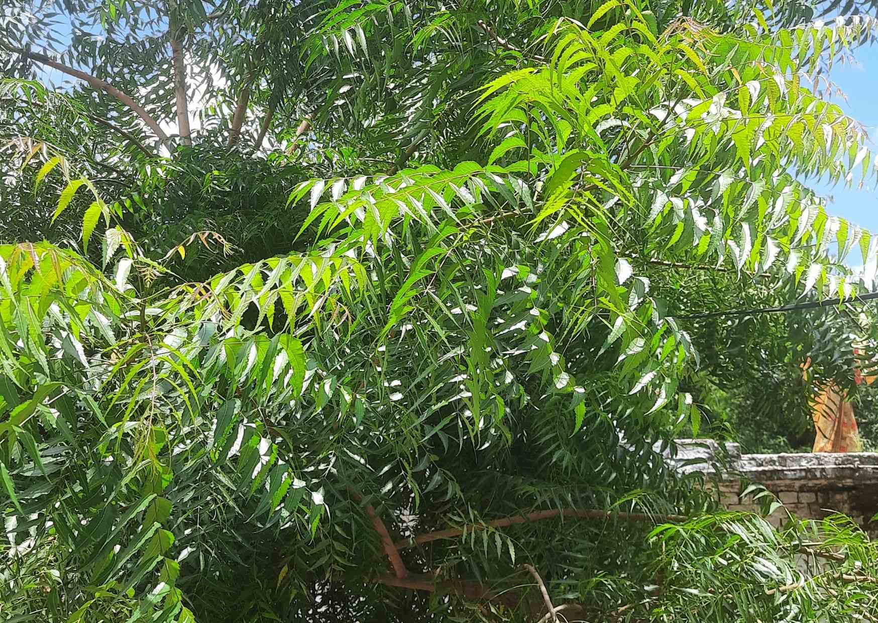 Neem for skin चेहरे के लिय नीम के फायदे तथा उपयोग !