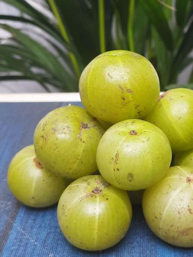 “Discover the Magic of Amla: Indian Gooseberry’s Health Wonders”